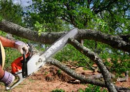 How Our Tree Care Process Works  in  Castle Pines Village, CO